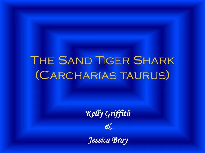 the sand tiger shark carcharias taurus