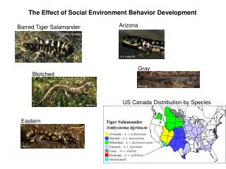 The Effect of Social Environment Behavior Development