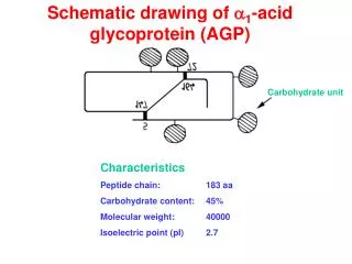 Schematic drawing of a 1 -acid glycoprotein (AGP)