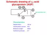 Schematic drawing of a 1 -acid glycoprotein (AGP) - slide 1