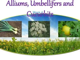 Alliums, Umbellifers and Cucurbits