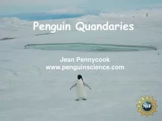 Penguin Quandaries
