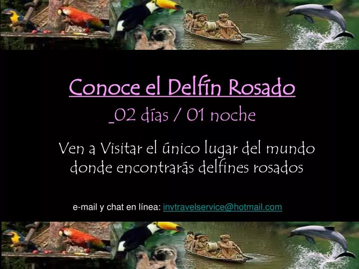 conoce el delf n rosado 02 d as 01 noche