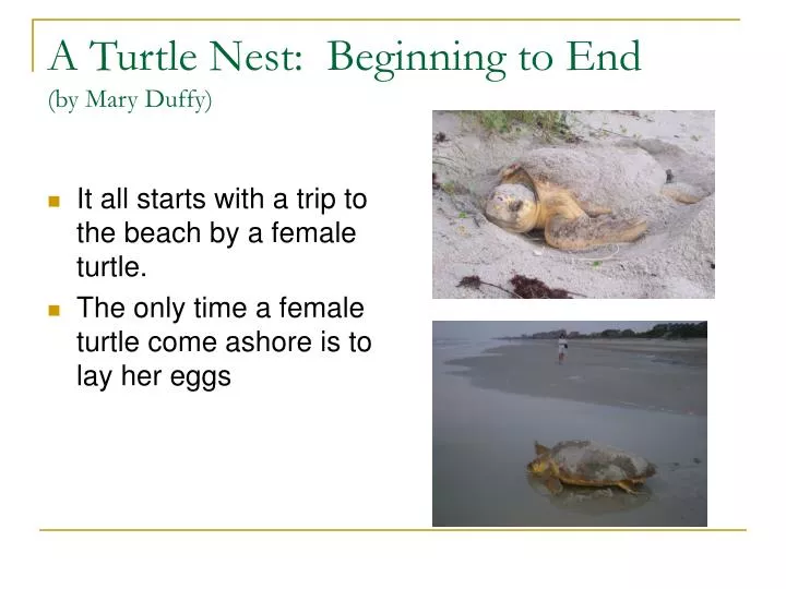 a turtle nest beginning to end by mary duffy