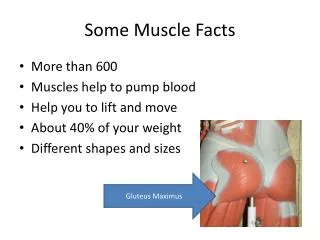 Some Muscle Facts