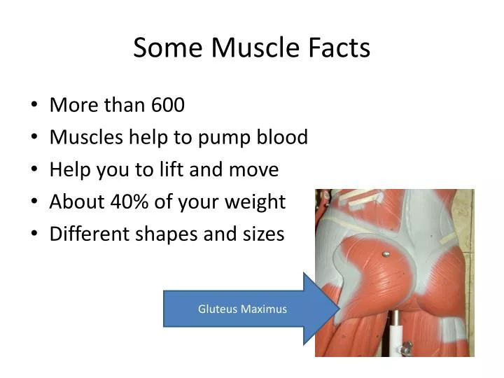 some muscle facts