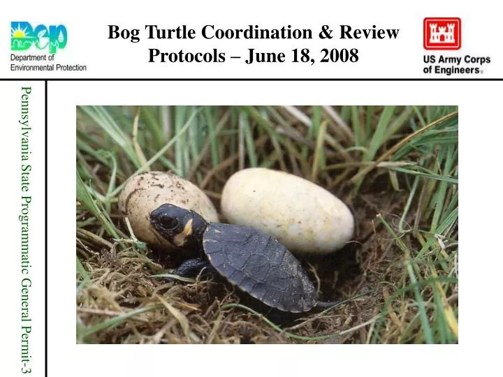 bog turtle coordination review protocols june 18 2008