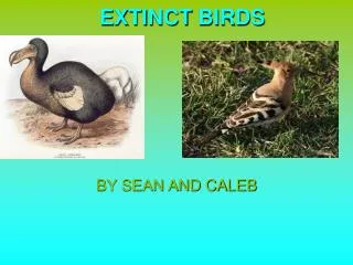 EXTINCT BIRDS