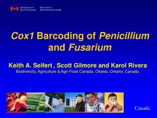 Cox1 Barcoding of Penicillium and Fusarium