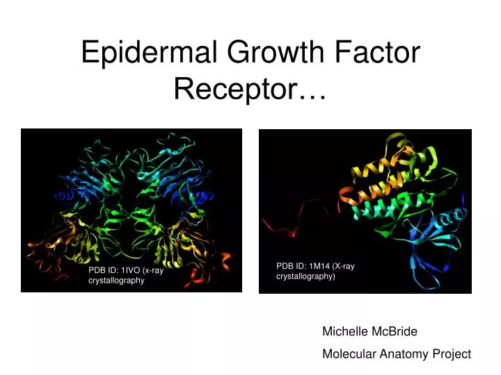 epidermal growth factor receptor