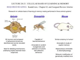 LECTURE 20-21: CELLULAR BASIS OF LEARNING &amp; MEMORY