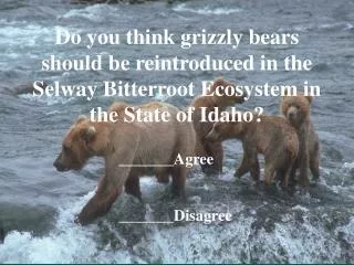 Do you think grizzly bears should be reintroduced in the Selway Bitterroot Ecosystem in the State of Idaho?