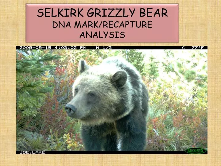 selkirk grizzly bear dna mark recapture analysis