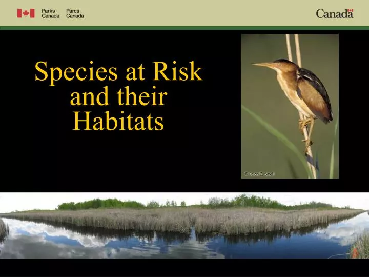 species at risk and their habitats