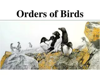 Orders of Birds