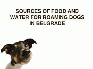 SOURCES OF FOOD AND WATER FOR ROAMING DOGS IN BELGRADE