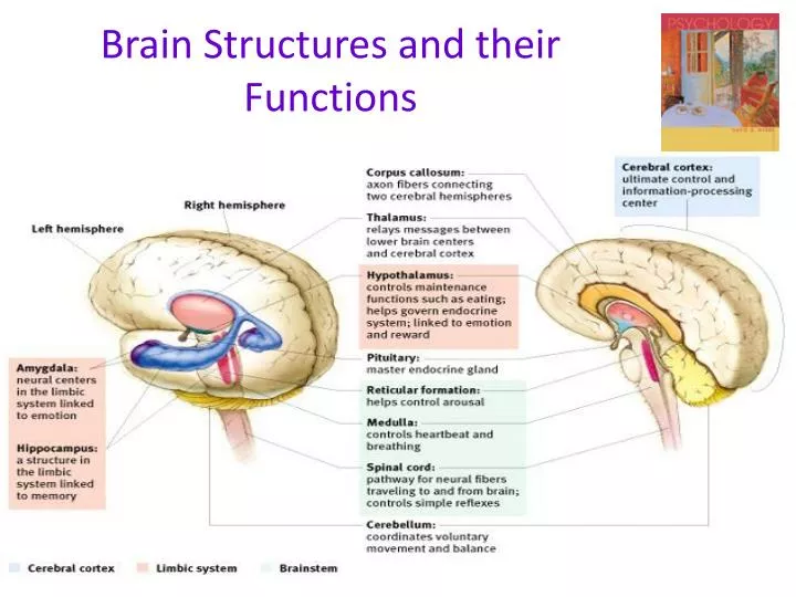 brain structures and their functions