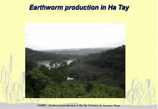 Earthworm production in Ha Tay