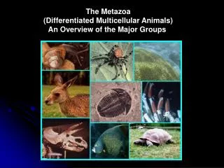 The Metazoa (Differentiated Multicellular Animals) An Overview of the Major Groups