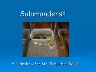 Salamanders!!
