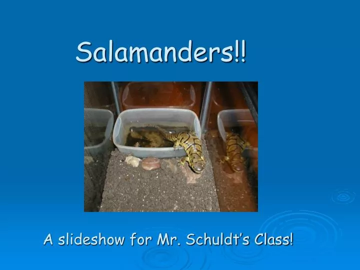 salamanders