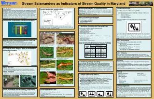 Stream Salamanders as Indicators of Stream Quality in Maryland