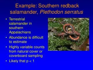 Example: Southern redback salamander, Plethodon serratus