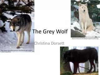 The Grey Wolf