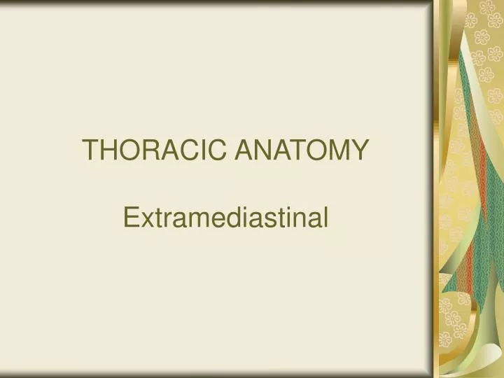 thoracic anatomy extramediastinal