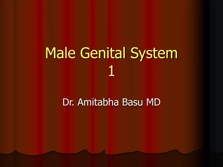 male genital system 1