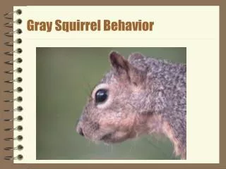 Gray Squirrel Behavior