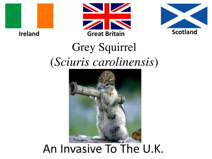 grey squirrel sciuris carolinensis
