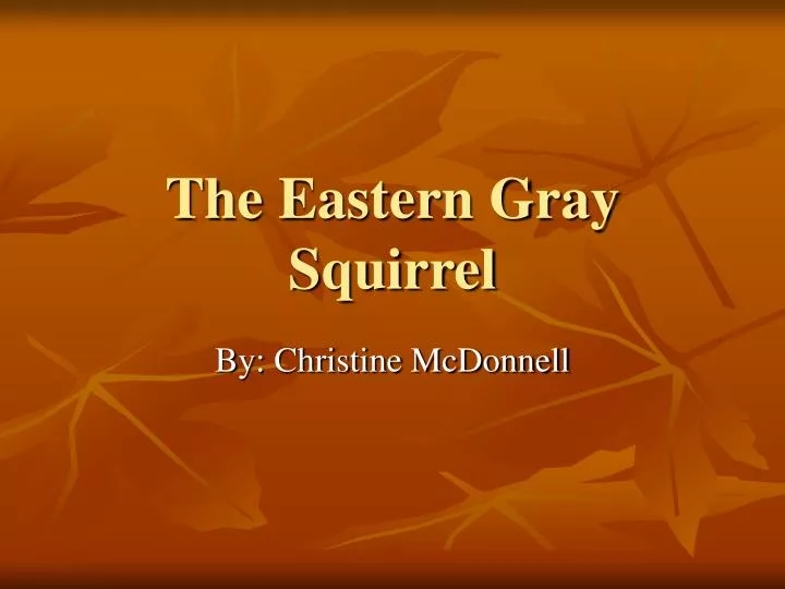 the eastern gray squirrel