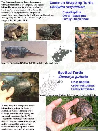 Common Snapping Turtle Chelydra serpentina Class Reptilia 	Order Testudines 	Family Chelydridae