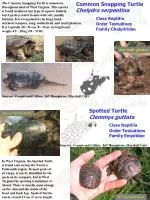 Common Snapping Turtle Chelydra serpentina Class Reptilia 	Order Testudines 	Family Chelydridae - slide 1