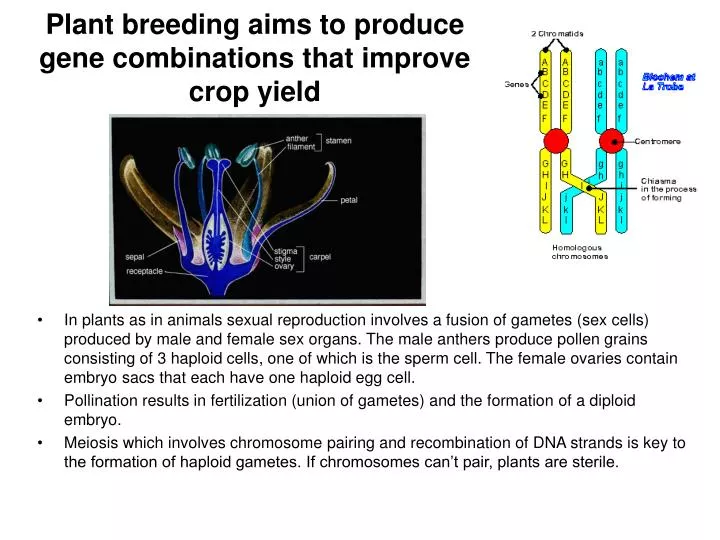 plant breeding aims to produce gene combinations that improve crop yield