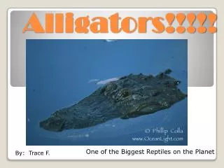 Alligators!!!!!