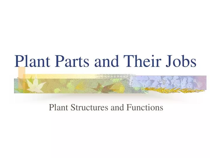 plant parts and their jobs