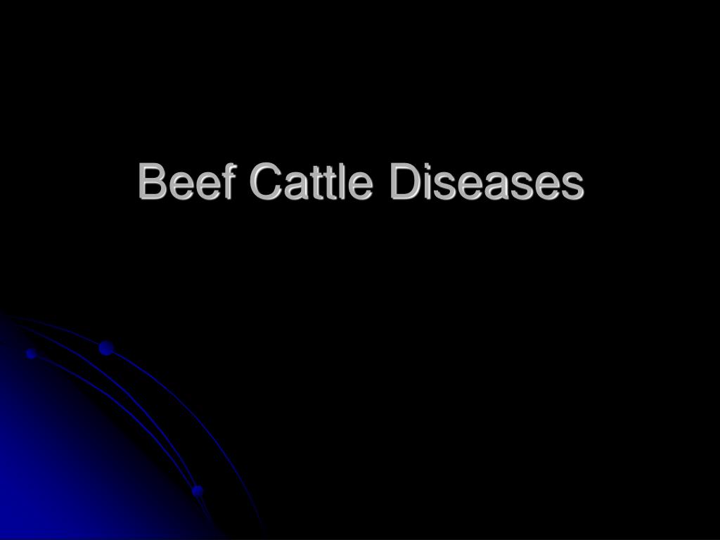PPT - Beef Cattle Diseases PowerPoint Presentation, free download - ID ...