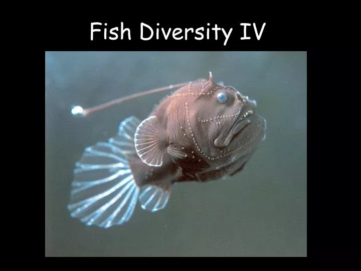 fish diversity iv