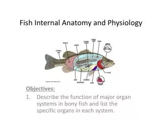 Fish Internal Anatomy and Physiology
