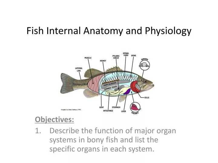 fish internal anatomy and physiology