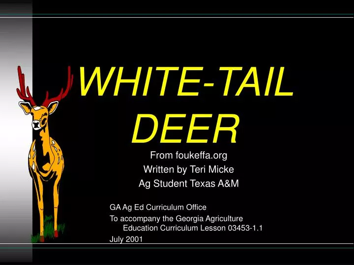 white tail deer