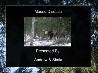 Moose Disease Presented By: Andrew &amp; Simla