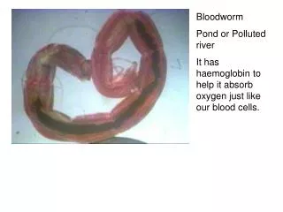Bloodworm Pond or Polluted river It has haemoglobin to help it absorb oxygen just like our blood cells.