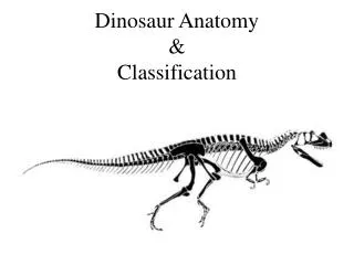 Dinosaur Anatomy &amp; Classification