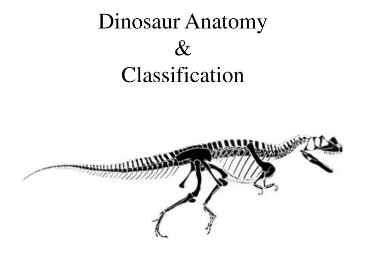 dinosaur anatomy classification