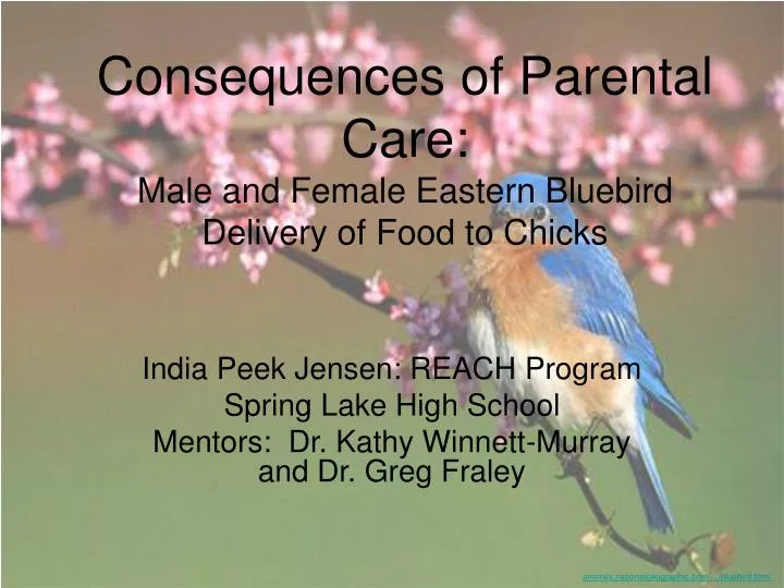 consequences of parental care male and female eastern bluebird delivery of food to chicks