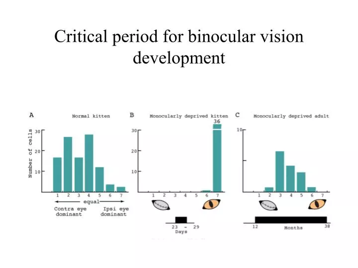 critical period for binocular vision development