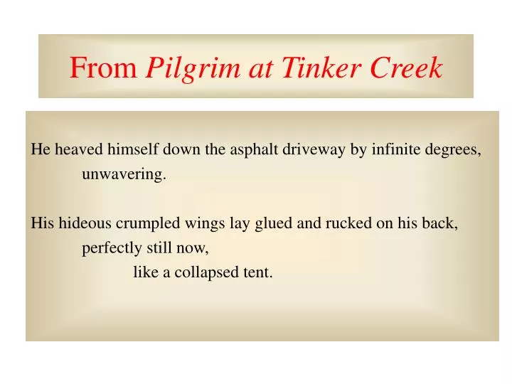from pilgrim at tinker creek